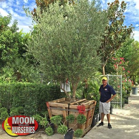 Easy Growing Plants, Fruitless Olive Tree, Spanish Style Exterior, Napa Farmhouse, Olive Trees Garden, Arizona Landscaping, New House Landscaping, Privacy Hedges, Drought Tolerant Trees