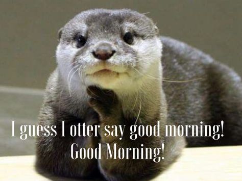 Otters Cute, Otter Love, Baby Otters, Sea Otter, Silly Animals, Cute Creatures, Sweet Animals, An Animal, Animal Photo