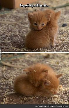 You just have to stick together. Tile Shower, Cute Cats And Kittens, Funny Animal Pictures, Beautiful Cats, 귀여운 동물, Cute Funny Animals, Crazy Cats, Cat Pics, Kpop Memes