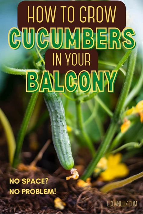 cucumber in a plant grown vertically Hanging Cucumber Plants, Burpless Cucumber, Growing Cucumbers Vertically, Cucumber Gardening, The Climber, Cucumber Plant, Growing Cucumbers, Home Grown Vegetables, Growing Gardens