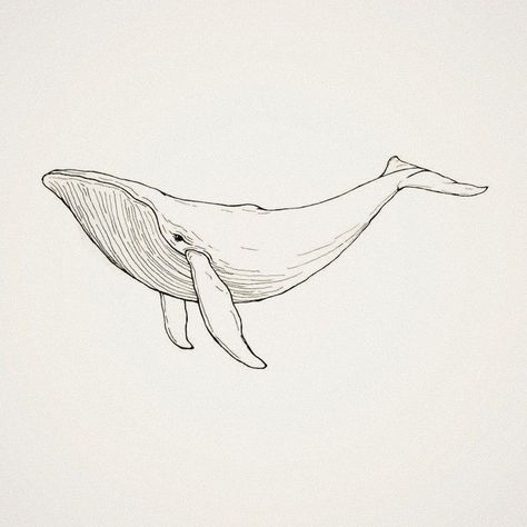 Whale Tattoo Design Drawings, Whale Jumping Out Of Water Tattoo, Beluga Drawing, Whale Tattoo Design, 52 Hertz Whale, Whale Shark Drawing, Whale Poster, Tattoo 2024, Whale Drawing