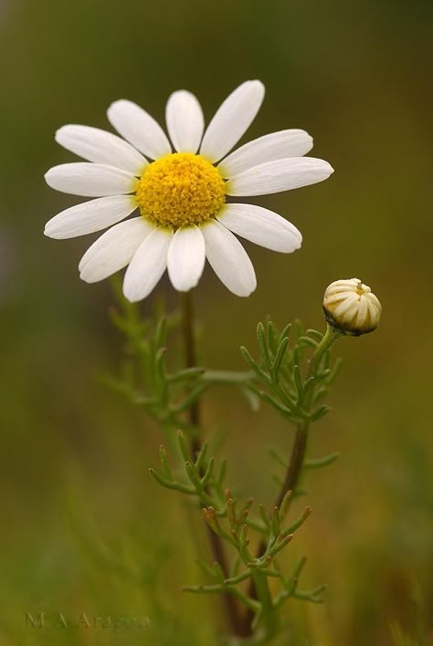 Let's Make Art, Sunflowers And Daisies, Daisy Love, 강아지 그림, English Cottage Garden, Happy Flowers, Daisy Flowers, He Loves Me, Malbec