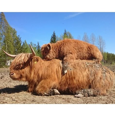 If You Ever Feel Sad, These 85 Highland Cattle Calves Will Make You Smile Highland Calves, Pictures Of Cows, Cute Animals Videos, Funny Animal Pics, Pet Aesthetic, Breeds Of Cows, Highland Coo, Highland Calf, Tattoo Nature