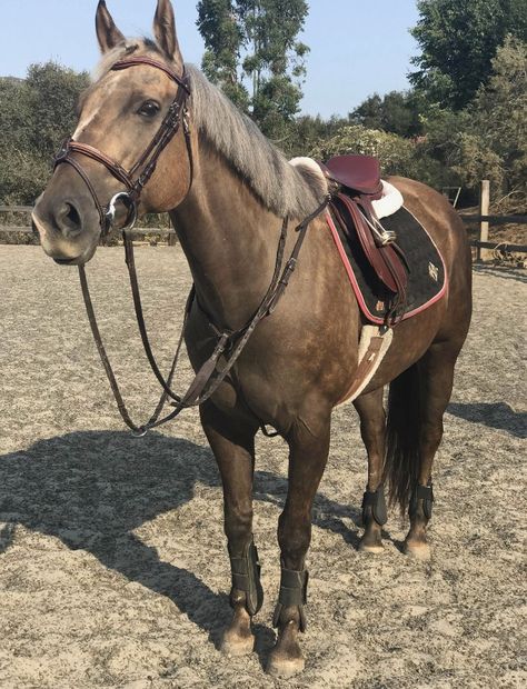 Lesson Horse, Horses English, English Horses, Horse Art Ideas, Kathiyawadi Horse, Horse Standing, Western Horse Saddles, Dream Horse Barns, Show Jumping Horses