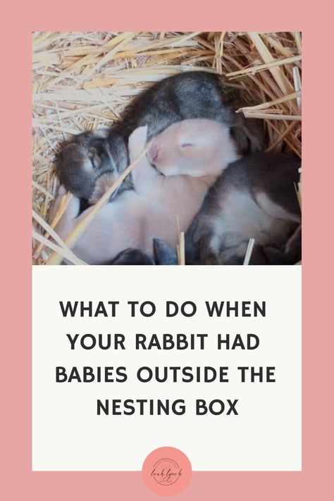 What To Do When Your Rabbit Had Babies Outside The Nesting Box Rabbit Nesting Box Diy, Rabbit Nesting Box, Nesting Boxes Diy, Rabbit Nest, Flemish Giant Rabbit, Outdoor Rabbit Hutch, Giant Rabbit, Flemish Giant, Raising Rabbits