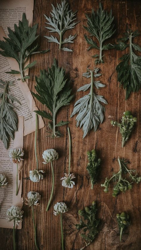 Food As Medicine Aesthetic, Herbal Aesthetic Wallpaper, Mugwort Aesthetic, Herbalist Wallpaper, Plant Witch Aesthetic, Wild Woman Aesthetic, Herbal Wallpaper, Herbalism Aesthetic, Herbs Aesthetic