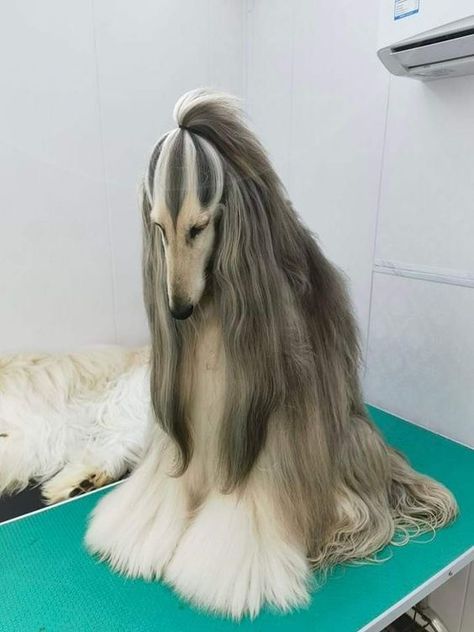 Afghan Hound Dog With Long Hair, Borzoi Dog, Clydesdale Horses, Budweiser Beer, Guinness Book, Afghan Hound, A Husky, Pretty Dogs, Cool Animals