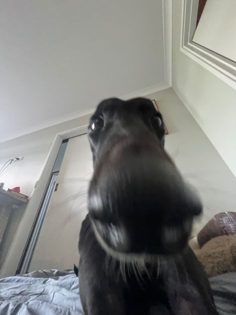 greyhound, cute, pet photography, pet inspo, dog inspo, 0.5, didnt i do it for you, let me do it for you, long nose 0 5 Pictures Dogs, 0.5 Dog Pictures, 0.5 Pictures Of Animals, Didnt I Do It For You Dog, 0.5 Dog Pics, Funny 0.5 Pictures, Let Me Do It For You Dog, 0 5 Pictures Funny, Long Nose Dog