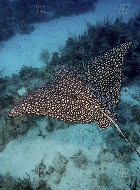 Spotted Ray, Spotted Stingray, Creature Marine, Eagle Ray, Manta Rays, Ocean Floor, Life Aquatic, Beautiful Sea Creatures, Water Animals