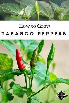 Learn how to grow your own Tabasco peppers. If you live in a cool climate, they grow well indoors in container gardens. #gardeningchannel #gardening #growingpeppers #hotpeppers #indoorgardening Tabasco Pepper, Growing Peppers, Pepper Plants, Gardening Vegetables, Hot Peppers, Garden Types, Backyard Gardening, Have Inspiration, Home Vegetable Garden