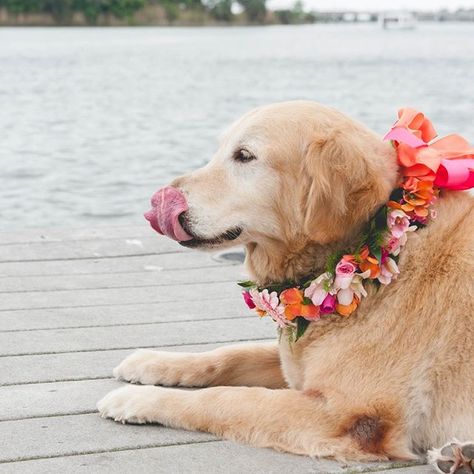 Summer Series  Can taste the salty air. . . . . #jaxthefurbabyadventures #adventurewithdogs #bestwoof #bestwoofdenver #ilovepups #bestdogever #bestwoof #ilovemydog #coloradodogs #excellent_dogs #ruffpost #fluffypack #barkpost #denverdogs #bestphotogram_dogs #ilovegolden_retrievers #goldenretreiver #coloradodog #instadog #dogs_of_instagram #lovedogs #instagramdogs https://www.instagram.com/p/BGNuEjJgZaA/ Flower Dog Collar Wedding, Dog Flower Crown, Dog In Wedding, Cindy Busby, Dogs Costumes, Golden Retriever Pup, Vines Plants, Welcome To Florida, Asian Bridal Hair