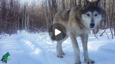 Voyageurs Wolf Project on Instagram: "We retrieved this footage yesterday from a camera in the Bug Creek Pack territory. The video shows all of the wolf footage (along with some other critters!) recorded on this camera from December 1 to April 10, our wolf pack/population survey period. We can confidently say there is at least one big fluffy old wolf in the area!

This one example highlights the fun and challenge of estimating wolf pack size and wolf pack dynamics during winter using trail cameras. For instance, the largest pack size we recorded in this footage is 4 wolves and we also clearly recorded 3 lone wolves. 

Of course, this is only 1 of about 20 cameras we have in this pack’s territory so we have a lot more data on this pack than just this camera.

And this also highlights why ha Old Wolf, Largest Wolf, Trail Cameras, The Bug, Lone Wolf, Wolf Pack, December 1, The Wolf, Wolves