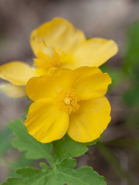 Celandine Poppy Wildflowers - Growing Celandine Plants In The Garden Celandine Poppy, Wild Poppies, Shade Plants, Plant Sale, Permaculture, How To Grow, In The Garden, Flower Power, Perennials