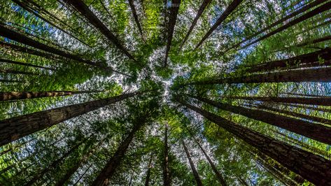 Coast Redwood, Fisheye Lens, The Redwoods, Rotorua, Fish Eye Lens, Camera Reviews, Landscape Illustration, Home Reno, The Coast