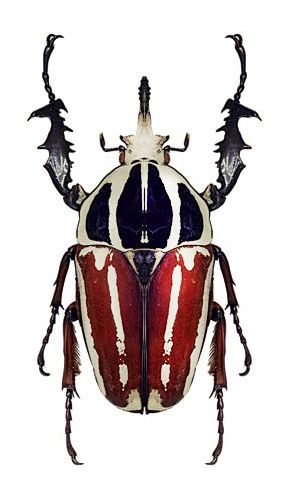 Goliath Beetle (Mecynorrhina ugandensis) Goliath Beetle Illustration, Royal Goliath Beetle, Cool Beetles, Pretty Beetles, Beetle Pictures, Colorful Beetles, Big Beetle, Beautiful Beetles, Goliath Beetle