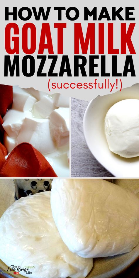 Goats Milk Mozzarella Cheese, Making Goat Cheese How To, Goat Milk Butter Recipe, Making Cheese From Goat Milk, Easy Goat Milk Recipes, How To Pasteurize Goat Milk, How To Make Goat Cheese At Home, What To Make With Goat Milk, Goat Milk Cheese Recipe