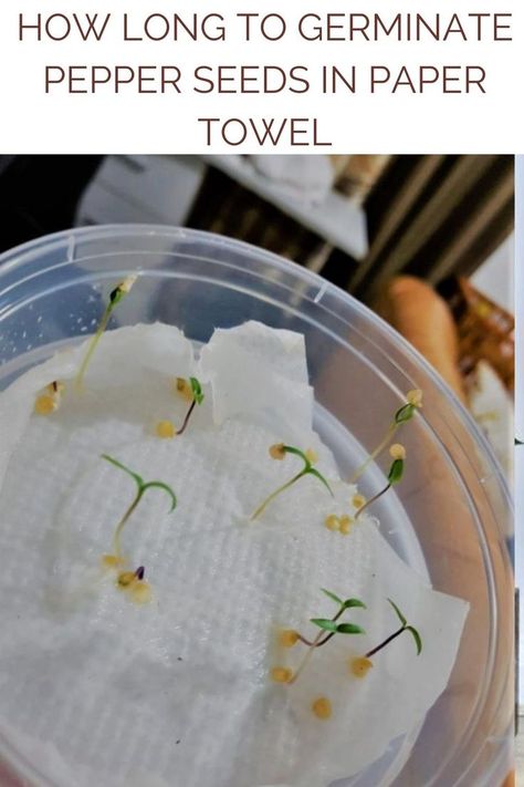 How Long to Germinate Pepper Seeds in Paper Towel Germinate Seeds, Sprouting Seeds, Pepper Seeds, Paper Towels, 21 Days, Garden Seeds, Paper Towel, Container Gardening, Gardening Tips