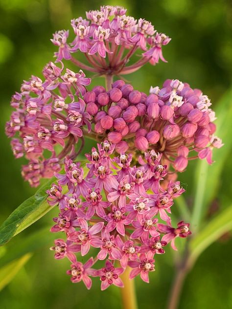 Backyard Habitat, Asclepias Incarnata, Perennial Gardens, Swamp Milkweed, Bloom Where Youre Planted, List Of Flowers, Growing Greens, Native Garden, Perennial Garden