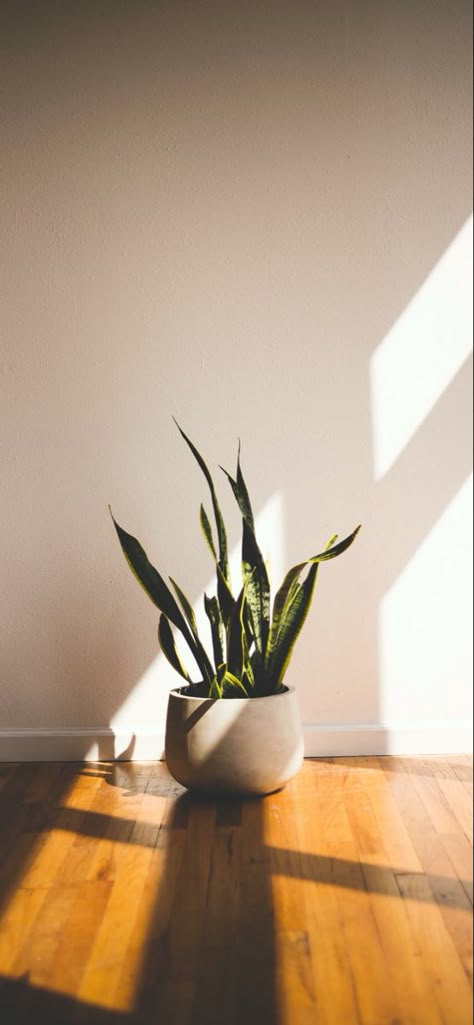 Easy House Plants, Lucky Plant, Cool Dorm Rooms, Peaceful Living, Best Indoor Plants, Low Light Plants, Concrete Pots, Bedroom Plants, Good House