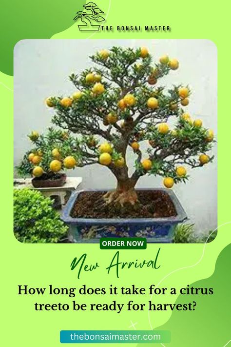 In general, most citrus trees will produce fruit within 3-5 years. This can vary depending on the specific variety of tree and how frequently it has been harvested in the past, but you should get a crop from most plants after this period. #bonsai_tree #bonsai_tree_for_sale #bonsai_tree_care #bonsai_tree_near_me #bonsai_tree_bonsai #how_to_grow_bonsai_tree How To Grow Bonsai, Bonsai Fruit Tree, Bonsai Trees For Sale, Bonsai Pruning, Bonsai Care, Bonsai Tree Care, Bonsai Soil, Bonsai Tools, Indoor Bonsai