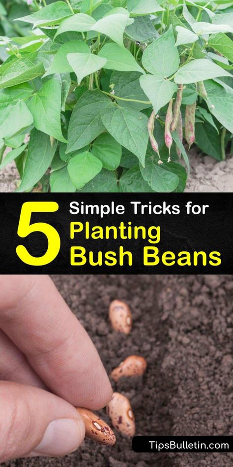 How To Grow Beans In Garden, Planting Beans In Garden, Beans Garden Ideas, How To Grow Beans, Best Beans To Grow, Growing Beans In Garden, Green Beans Planting Growing, Beans In Pots Growing, Planting Beans From Seed