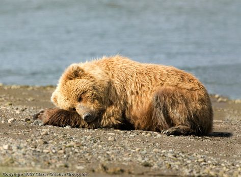 Sleeping bear Bear Laying Down Drawing, Benefits Of Napping, Alaskan Bear, Bear Baby Shower Theme, Bear Images, Sleeping Bear, Brown Bears, Sleep Funny, Stay Awake