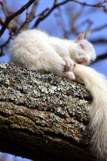 Rare Albino Animals, Albino Animals, Cute Squirrel, Chinchillas, Rare Animals, Amazing Animals, Wildlife Animals, Woodland Creatures, Cute Creatures