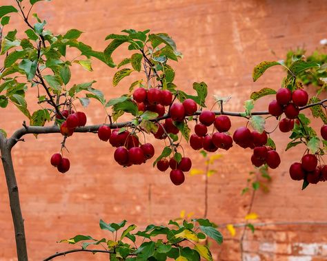 10 trees to espalier: the best ornamentally-trained trees | Pear Tree Espalier, Espalier Plum Tree, Espalier Mulberry Tree, Espalier Cherry Tree, Espalier Raspberries, Espalier Fruit Trees Wall, Espaliered Fruit Tree, Fruit Tree Espalier, Espalier Pomegranate Tree