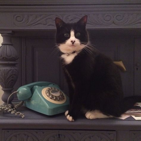 Waiting for that important phone call Cat Holding Phone, Holding Phone, Drawings Simple, Cat Aesthetic, About Cats, Phone Call, Aesthetic Icon, Animal House, Art Drawings Simple