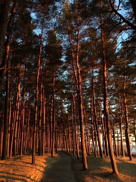 Pine forest, Pirita, Tallinn, Estonia Mountain Reference, Estonia Nature, Estonia Aesthetic, Estonian Nature, Estonia Travel, Baltic Region, Pine Trees Forest, Tallinn Estonia, I Want To Travel