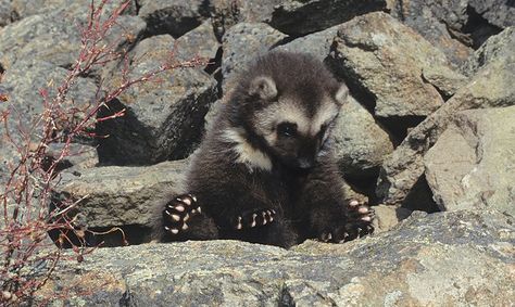 Baby Wolverine Wolverine The Animal, Baby Wolverine, Wolverine Animal, Pretty Animals, Silly Animals, Animal Photo, Cute Little Animals, 귀여운 동물, Wildlife Photography