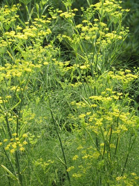 Ecological Garden, Arjun Das, Fennel Recipes, Herbaceous Border, Dry Garden, Perennial Herbs, Class Notes, My Teacher, Garden Landscape Design