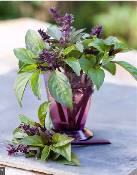 Harvest Basil, Types Of Basil, Cinnamon Basil, Herb Garden Pallet, Ocimum Basilicum, Types Of Christmas Trees, Growing Basil, Types Of Herbs, Leaf Drawing