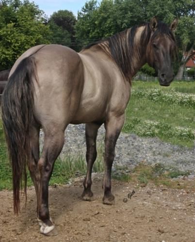 Fantasy Mounts, Horse Base, Grulla Horse, Horse Standing, Rare Horses, Horse Ideas, American Quarter Horse, Most Beautiful Horses, Majestic Horse