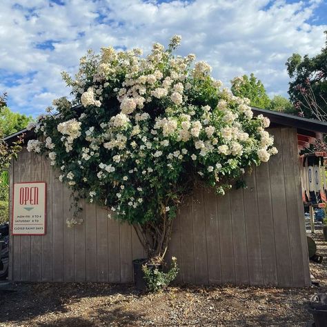 This beauty comes back bigger and more lovely each year 😍 ‘Sally Holmes’ Climbing Rose - available in 5gallon pots at the nursery 🌹 Iceberg Roses In Pots, Potted Climbing Roses, Sally Holmes Climbing Rose, Sally Holmes Rose, Climbing Roses In Pots, Roses In Pots, Iceberg Climbing Rose, Nursery Landscape, Rose Plant Care