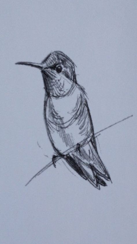 Sketch Of Hummingbird, Hummingbird Tattoo Sketch, Humming Bird Drawing Simple, Hummingbird Sketch Simple, How To Draw Hummingbird, Hummingbird Sketches, Hummingbird Drawing Sketches, Hummingbird Drawing Simple, Humming Bird Sketch