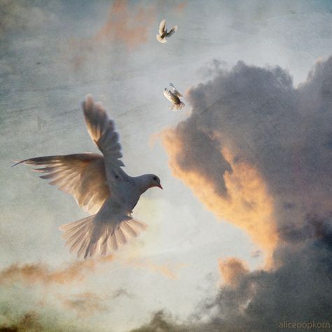 peace dove | A smile is the beginning of peace ~ Mother Tere… | Flickr Dove Flying, The Power Of Forgiveness, Peace Dove, White Doves, Aphrodite, Holy Spirit, The Sky, Art Inspo, Art Reference