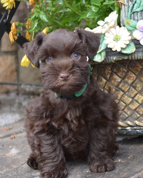 Miniature Schnauzer Black, Miniature Schnauzer Puppy, Toy Schnauzer, Mini Schnauzer Puppies, Schnauzer Puppies, Miniature Schnauzer Puppies, Schnauzer Puppy, Popular Dog Breeds, Schnauzer Dogs