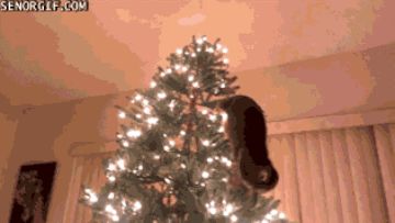 Literally Just 15 GIFs Of Christmas Trees Falling Over Christmas Tree Gif, Snow Gif, Funny Christmas Tree, Cat Christmas Tree, Oh Holy Night, Banner Gif, Christmas Gif, Christmas Banners, Holy Night