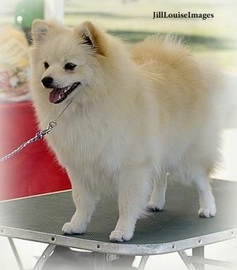 German Spitz Dog, Finish Spitz Dogs, Japanese Spitz Wallpaper, Japanese Spitz Aesthetic, Spitz Dog Breeds, Spitz Puppy, Service Dogs Breeds, Spitz Dog, Spitz Breeds