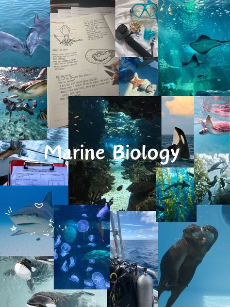 Marine Biologist Aesthetic, Sea Biology, Biology Jobs, Oceanography Marine Biology, Wildlife Biologist, Biology Art, Biology Notes, Marine Biologist, Beautiful Sea Creatures