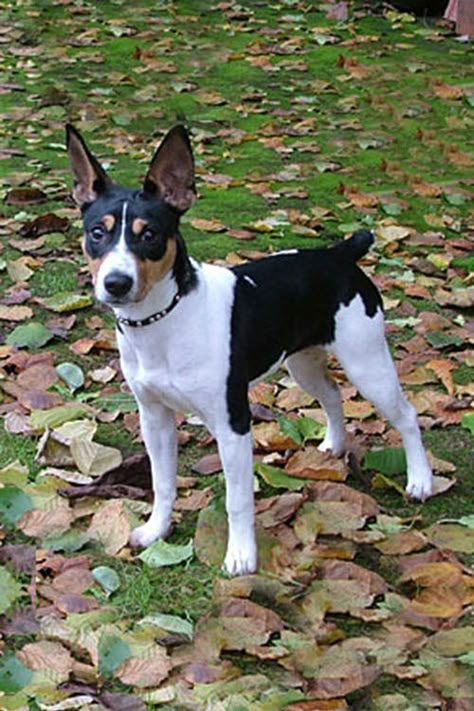 Rat Terrier Dog Breed Information Rat Terrier Puppies, Rat Terrier Mix, Rat Terrier Dogs, Escape Artist, Akc Breeds, Pleasing People, Kerry Blue Terrier, Toy Fox Terriers, Rat Terrier