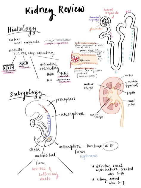 Kidney Review #kidney #anatomydrawing #anatomy #notes #notetaking #medical #medschool #medstudent Kidney Notes Anatomy, Kidney Notes, Anatomy Notes, Medicine Notes, Study Biology, Medicine Studies, Basic Anatomy And Physiology, Nurse Study Notes, Medical Student Study