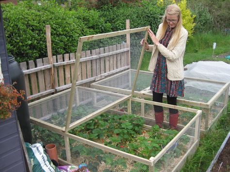 Strawberry Beds, Vegetable Garden Raised Beds, Building A Raised Garden, Strawberry Garden, Plants Growing, Diy Raised Garden, Covered Garden, Veg Garden, Have Inspiration