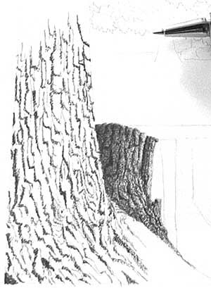 Cool tutorial for drawing trees and bark with ink. Tutorial For Drawing, Barn Drawing, Drawing Trees, Art Environment, Draw Ideas, Ink Drawings, Landscape Drawings, Tree Drawing, Art Instructions