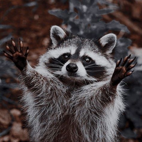 Wallpapers Desktop, Cute Raccoon, Cool Wallpapers, Pretty Animals, Cute Animals Images, Silly Animals, Racoon, Cute Wild Animals, Cute Animal Photos