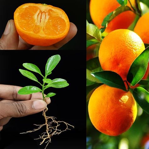 Creative Explained, Orange Tree, How To Grow, To Grow, Seeds, Orange