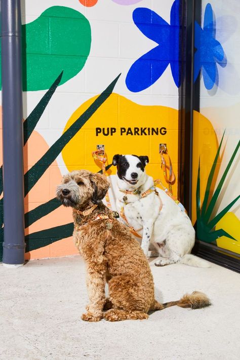 Dog Hotel, Grooming Salon, Sausage Dog, Shop Display, Dog Crate, Cavalier King Charles Spaniel, Cocker Spaniel, Family Pet, Happy Dogs