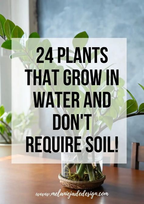 💧 Dive into the magical world of water-loving plants! Explore a curated list of plants that thrive submerged, from enchanting indoor water gardens to vibrant aquatic centerpieces. No soil? No problem! Discover how to cultivate a lush green space using just water and these amazing plants. 🌱🌊 #WaterGarden #AquaticPlants #NoSoilPlants #IndoorGardening #UniquePlantDecor Water Plants Indoor, 2024 Classroom, Plants Grown In Water, Water Garden Plants, Gorgeous Living Room, Lucky Bamboo Plants, Jade Design, Indoor Water Garden, Gardening Vegetables