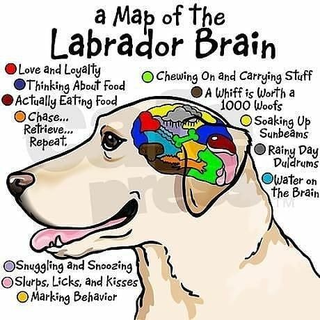 DOGS.LOVERS2020 on Instagram: “An atlas or map to your Yellow lab's Brain - find out what motivates your dog and what it thinks about in this funny art illustration…” Dachshund Funny, Golden Retriever Mix, Labrador Retriever Puppies, Puppy Face, Lab Puppies, Yellow Lab, Labrador Retriever Dog, Black Lab, Retriever Dog